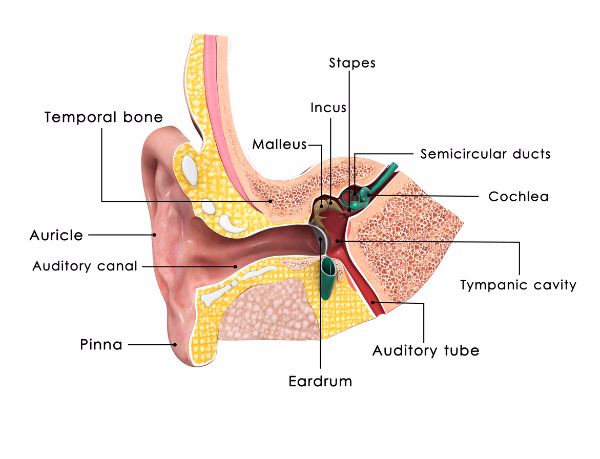 human ear diagram | Ashland ENT Ashland Ohio